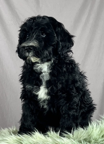 Portugalsk� vodn� pes �t��ata