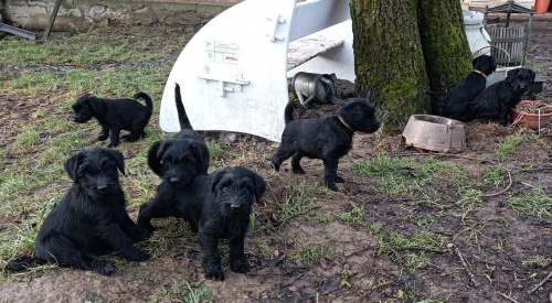 Kn�ra� st�edn� �ern� s PP