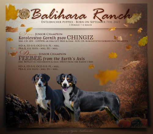 Entlebu�sk� sala�n�cky pes