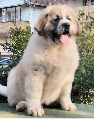 Kavkazsk� ov��k KR�SN� �t���tka