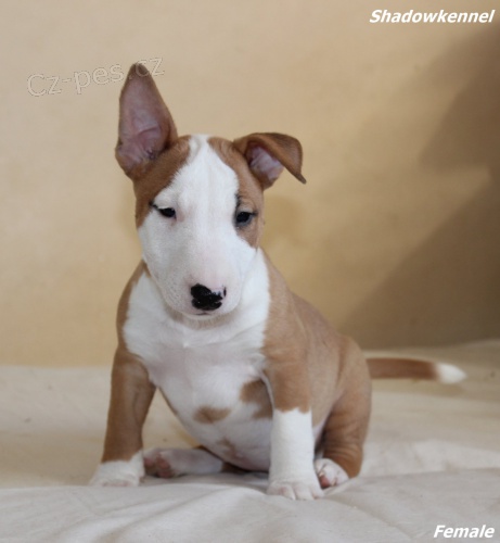 Mini bulteri�r �t��ata