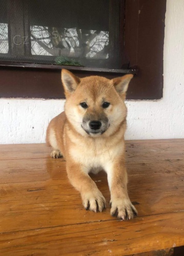 Shiba Inu �t��ata