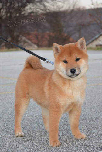 Shiba Inu �t��ata