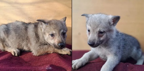 �eskoslovensk� vl��k �t��ata