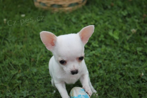 �ivava na prodej bez PP