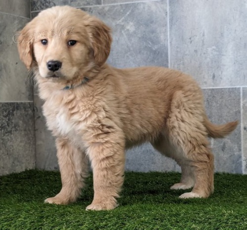 makov� zlat� retr�vr