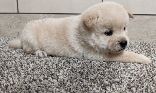 kr�sn� �t���tka shiba inu