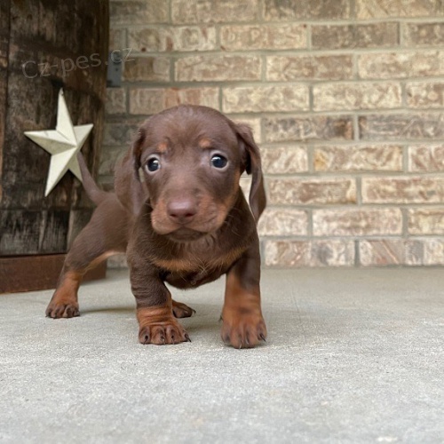 Prod�m trpasli�� �t��ata jezev��ka hladkosrst�ho