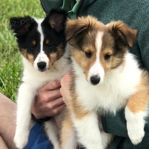 Prod�m �t��ata shetlandsk�ho ov��ka.