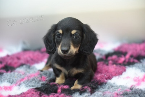 Prod�m dlouhosrst� mini jezev��ka.