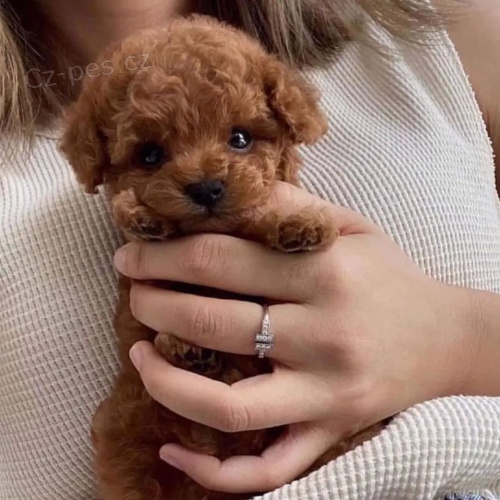 �ern�, meru�kov�, hn�d� mini �t��ata toy pudl k adopci.