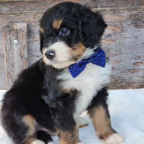 Prod�m mini �t��ata Bernedoodle.