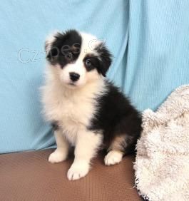 Prod�m roztomil� �t��ata australsk�ho ov��ka