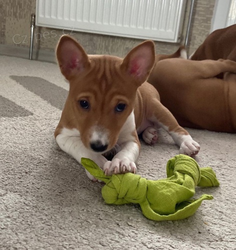 Prod�m kr�sn� o�kovan� a od�erven� �t���tka Basenji