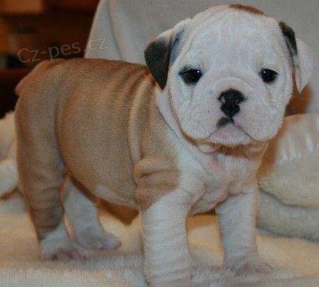 Prod�m �t��ata anglick�ho buldo�ka