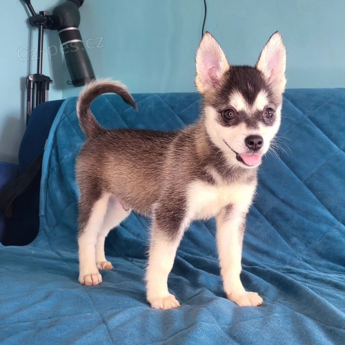 Prod�m �t��ata ALASKAN KLEE KAI