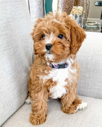 Prod�m hypoalergenn� �t��ata cockapoo