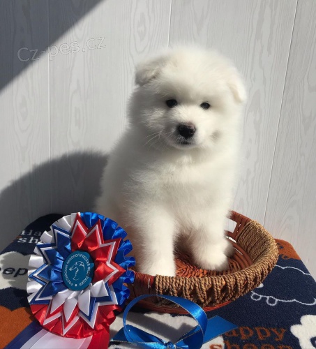 �t��ata samojeda na prodej