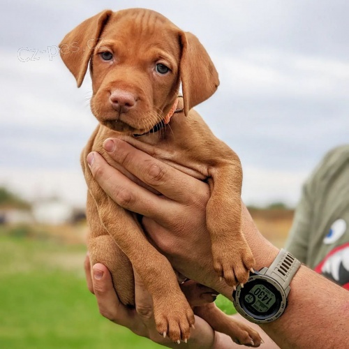 VIZSLA �T��ATA K Adopci