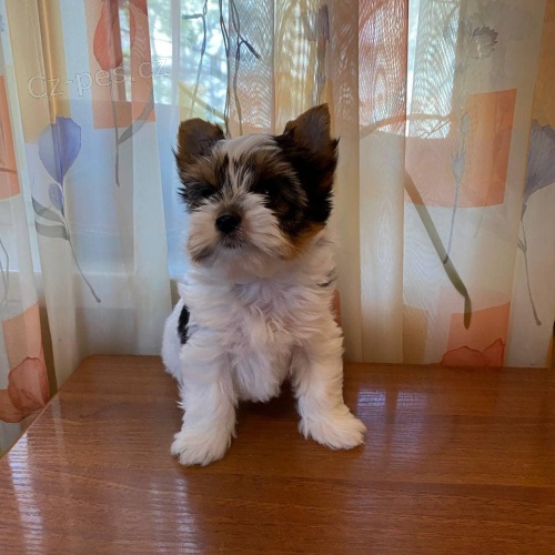 Prod�m �t��ata biewer yorkie