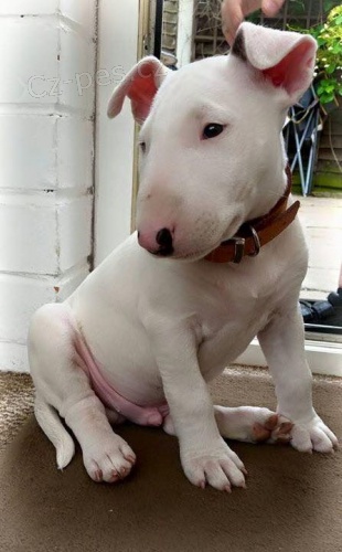 Prod�m �t��ata anglick�ho bulteri�ra MINI