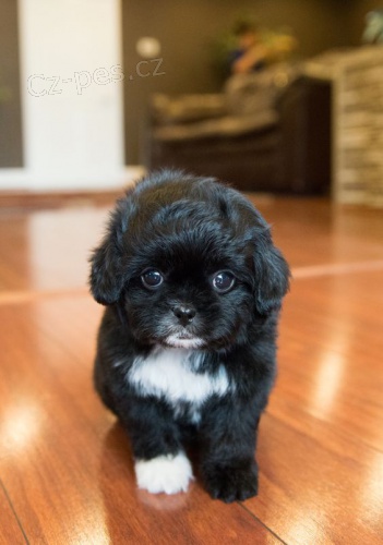 �t��ata toy pudla k adopci.