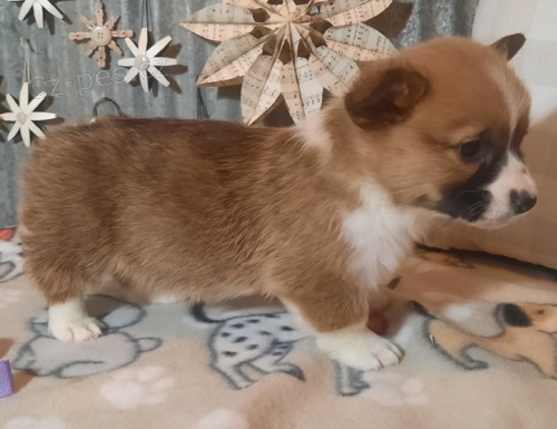 corgi, pembroke vel�sk� �t��ata