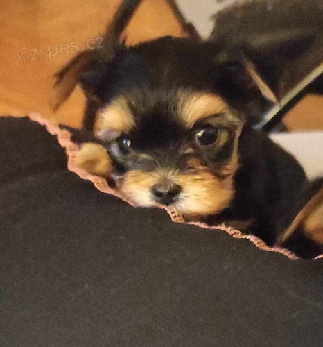 jork��rsk� teri�r (Yorkie) �t��ata