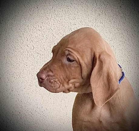 Ma�arsk� oha� kr�tkosrst� - Vizsla �t��ata