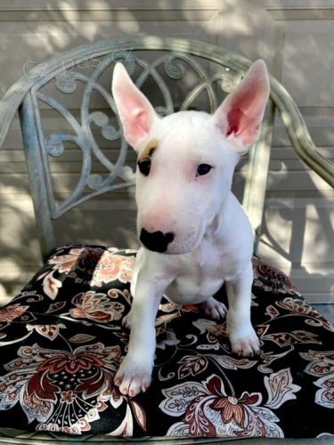 Prod�m �t��ata MINI BULLTERI�RA