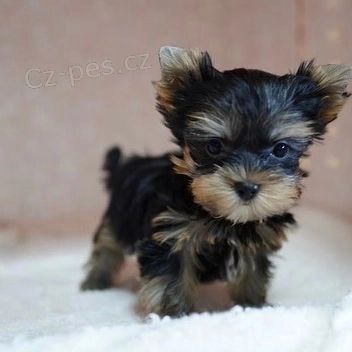 �t��ata Yorkie na prodej.