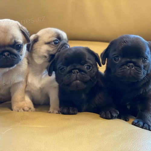 �t��ata mops� na prodej