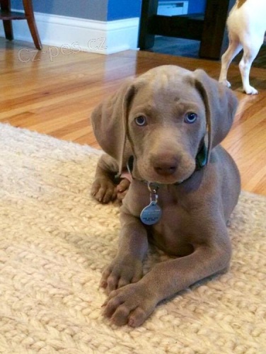 �t��ata v�marsk�ch oha�� na prodej