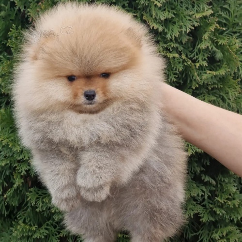 Pomo�ansk� �pic �t��ata