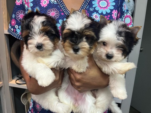 Prod�m mini �t��ata biewer yorkie