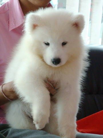 �t��ata samojeda na prodej