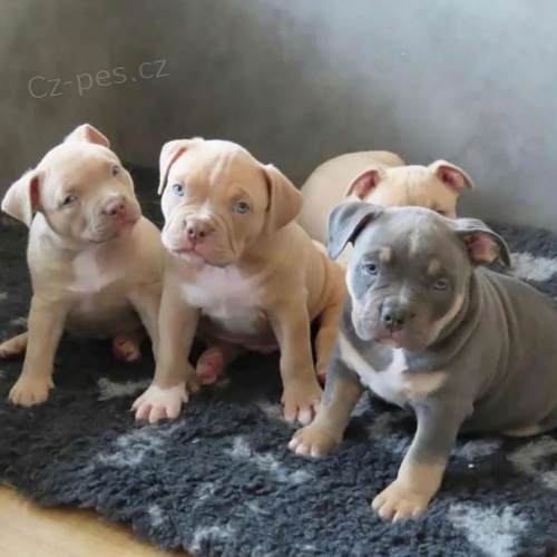 Prod�m �t��ata americk�ho pitbull teri�ra