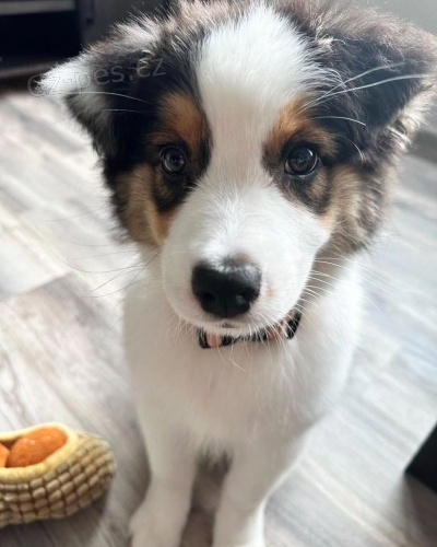 Prod�m roztomil� �t��ata australsk�ho ov��ka