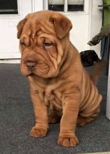 Prod�m zdrav� �t��ata o�kovan� shar-pei.
