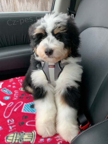 Prod�m mini �t��ata Bernedoodle.
