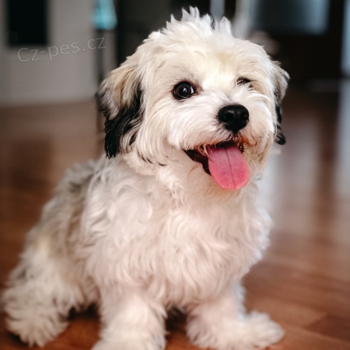 Prod�m �t��ata mini havamalt.