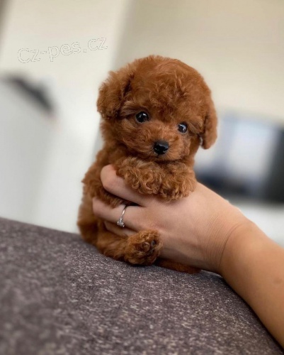 mini hra�ka �t��ata pudla k adopci. �t���tka 