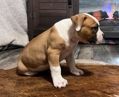 �t��ata americk�ho buldoka