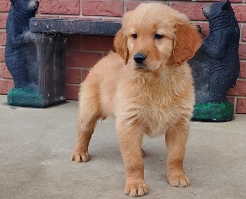 �t��ata zlat�ho retr�vra