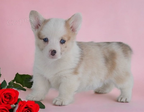 corgi, pembroke vel�sk� �t��ata