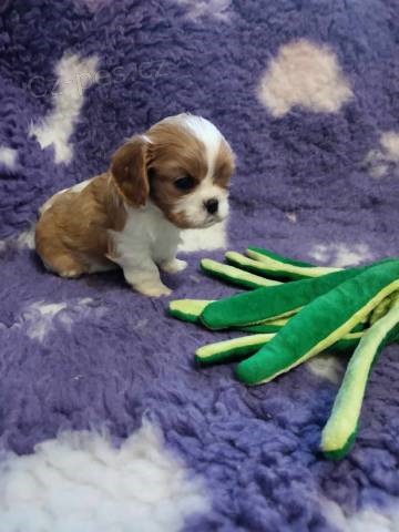 Kaval�r king Charles spaniel - �t��ata s PP