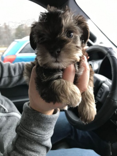 Prod�m ZDRAV�, O�KOVAN� �t��ata mal�ch kn�ra�� a fenek.