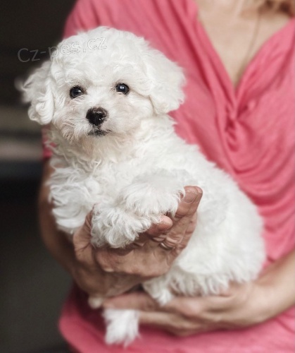 �t��ata bi�onka p�ipravena j�t