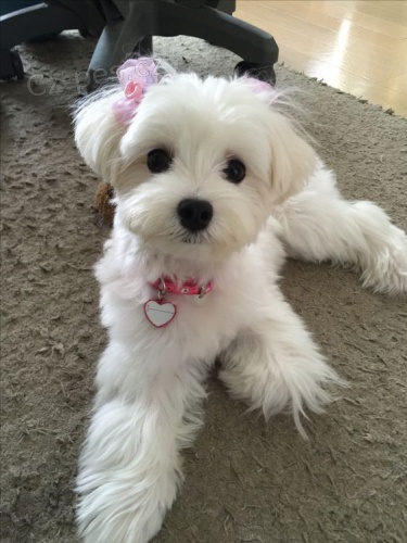 MALT�ZOV� �T��ATA K N�HRADU