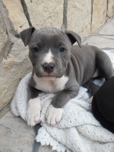 �t��ata pitbull teri�ra jsou nyn� k dispozici k p�em�st�n�